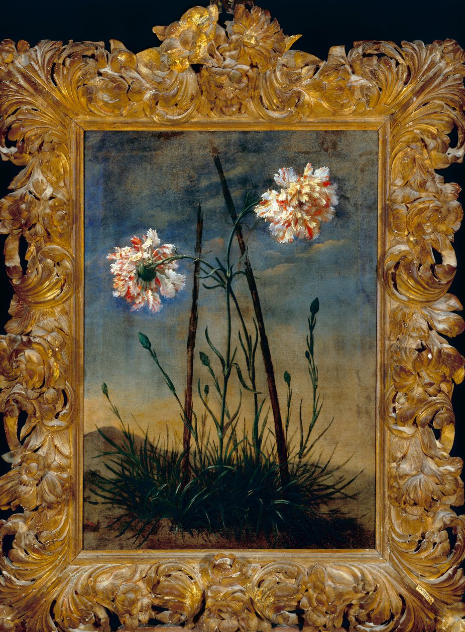 Claveles de Bartolomeo Bimbi