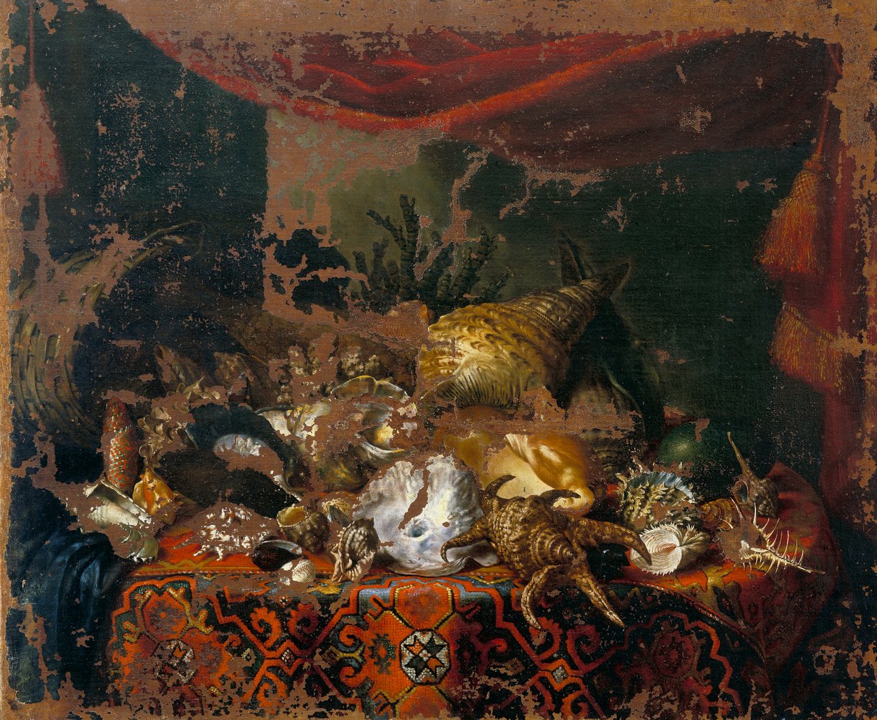 Conchas de Bartolomeo Bimbi