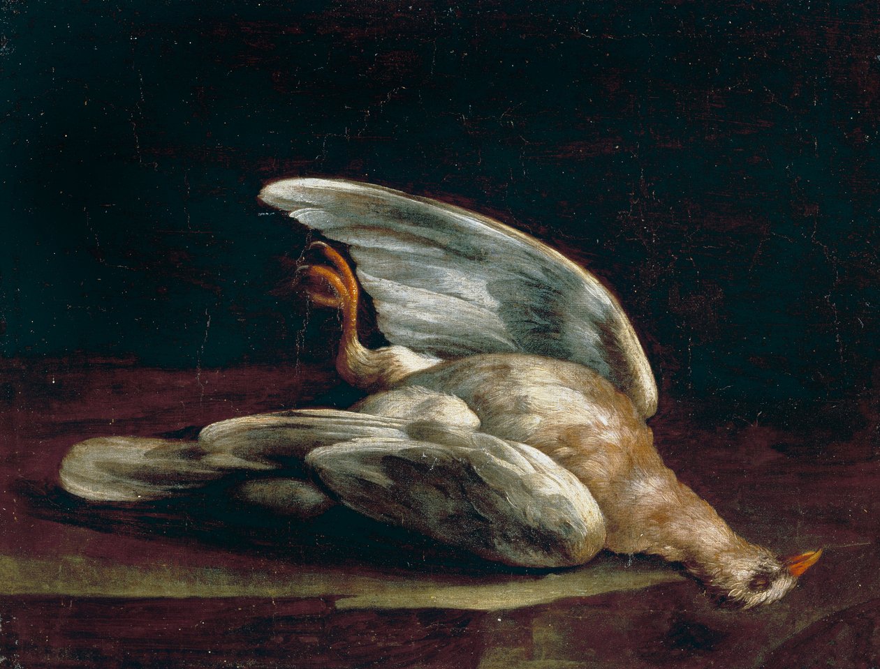 Paloma torcaz de Bartolomeo Bimbi