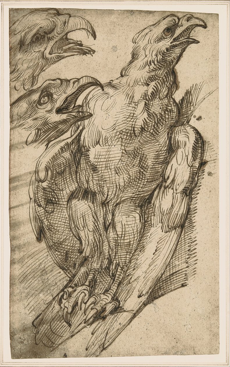 Estudio de un águila de Bartolomeo Passarotti