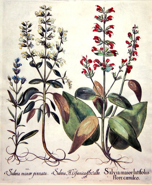 Especies de Salvia de Basilius (after) Besler
