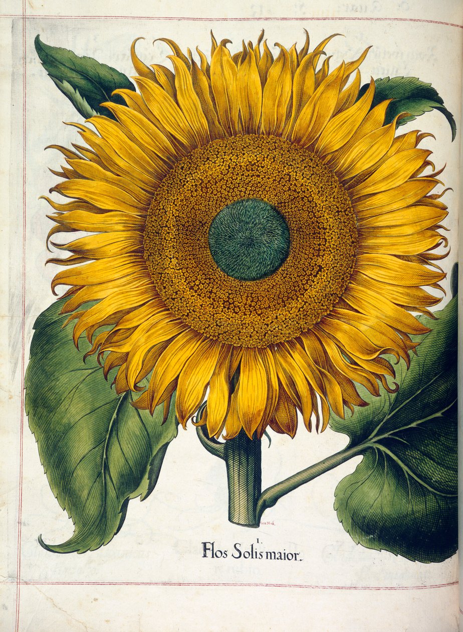 Un girasol (flos solis maior), de 
