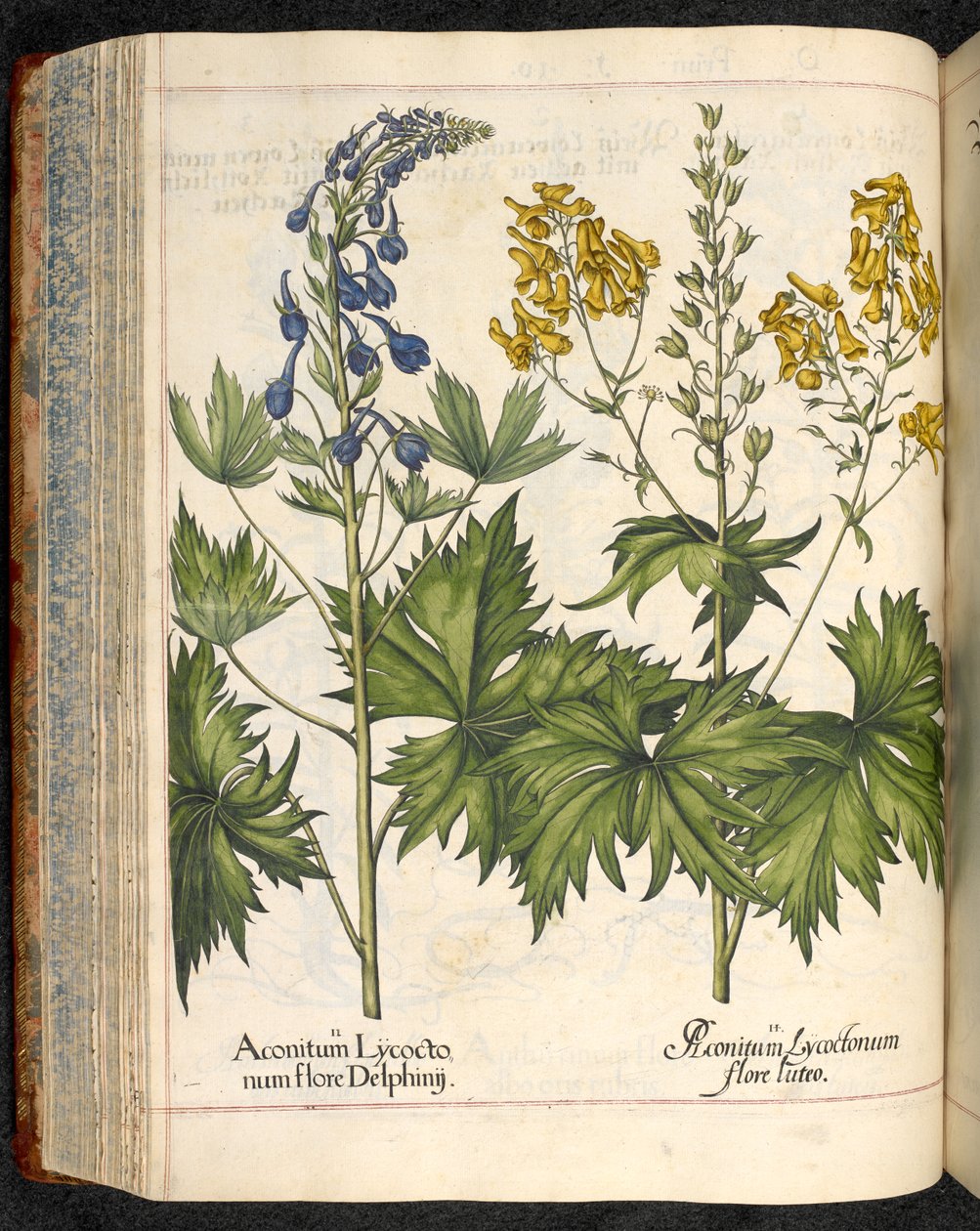 Aconitum lycoctonum (Wolfsbane) de Hortus Eystettensis, Basilius Besler de Basilius Besler