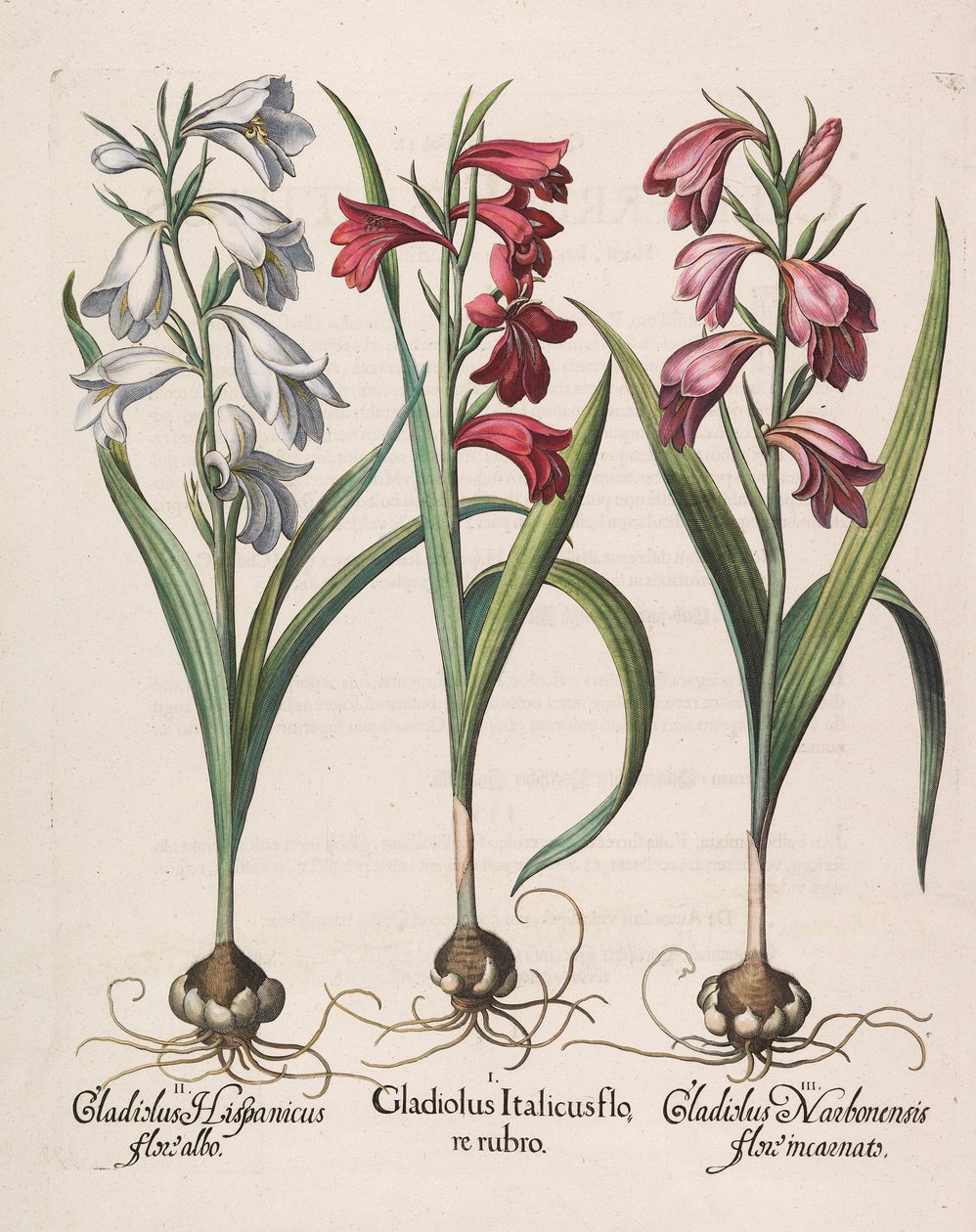 Gladiolus italicus flore rubro, 1613 de Basilius Besler
