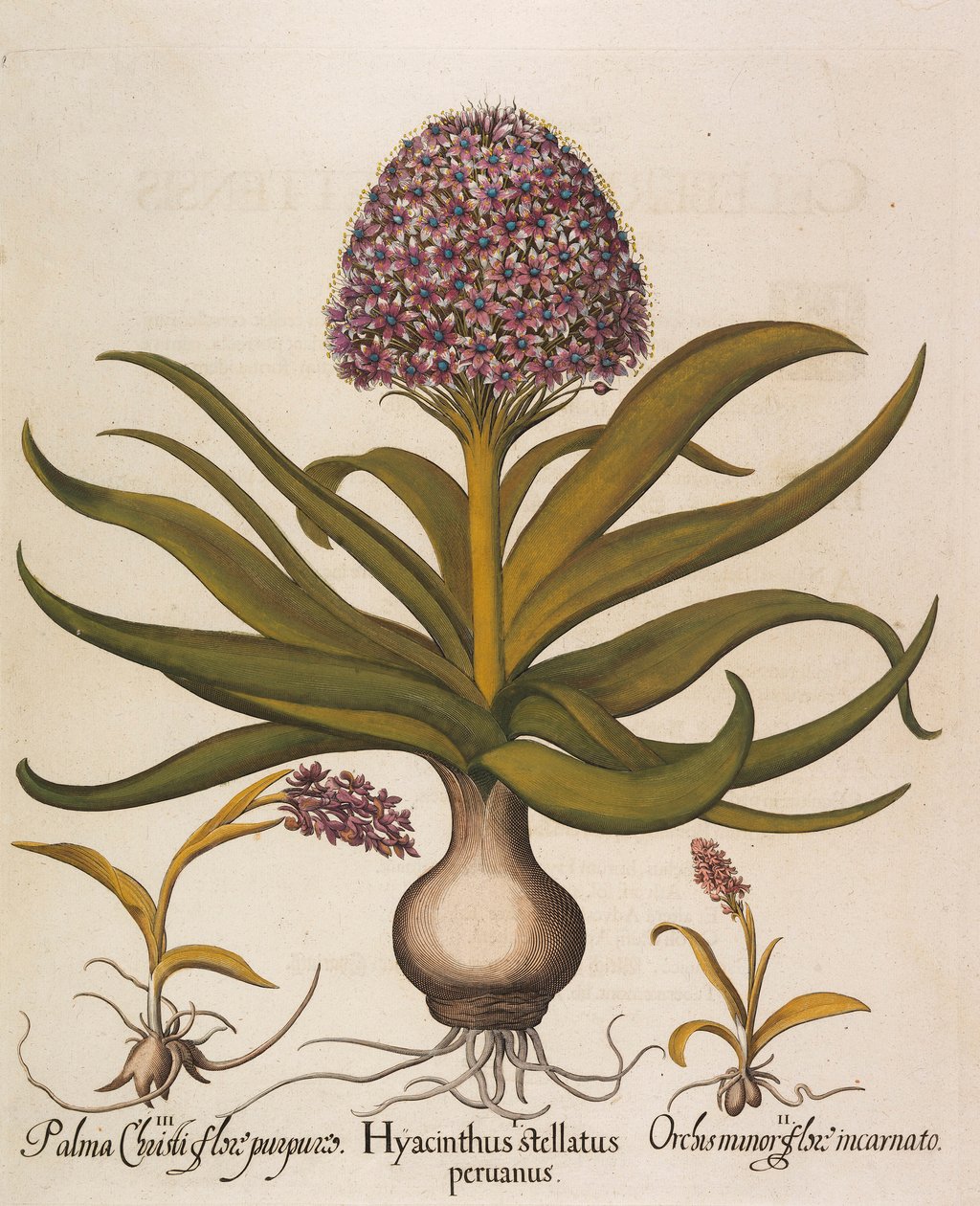 Hyacinthus stellatus, 1613 de Basilius Besler