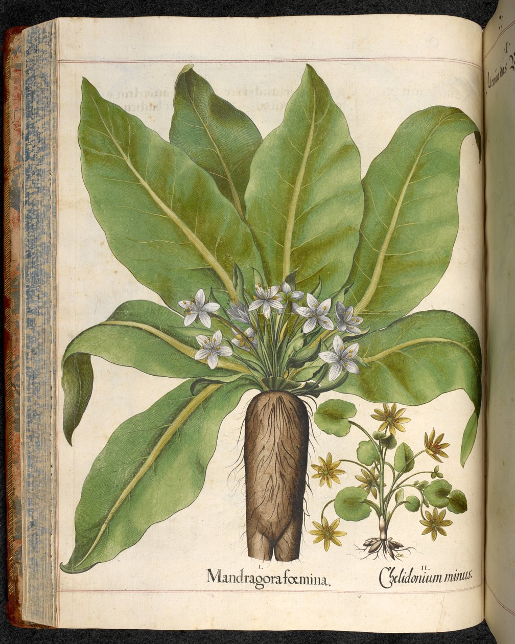 Lámina 29: Mandragora femina (mandrágora), de Hortus Eystettensis, de Basilius Besler de Basilius Besler