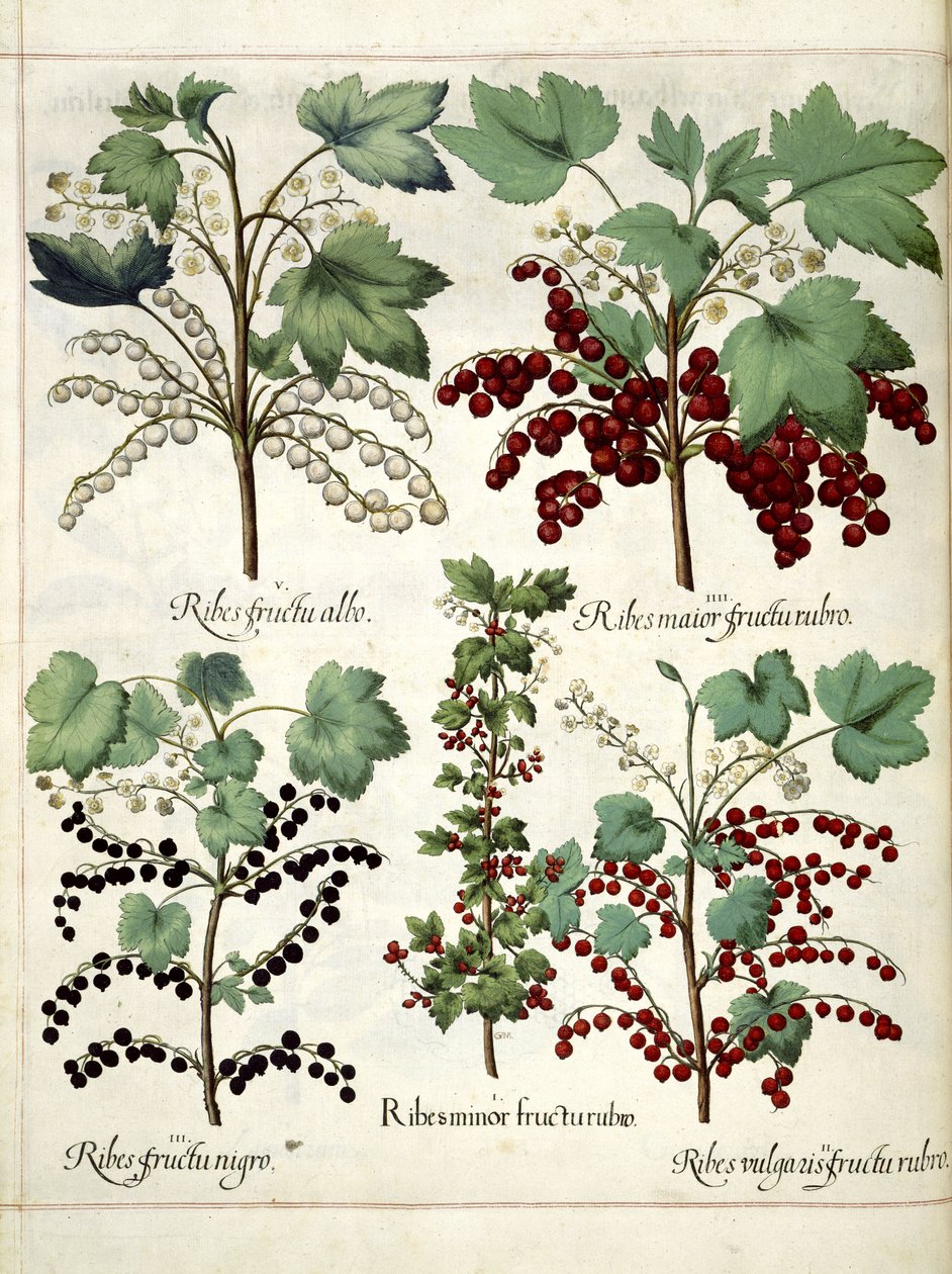 Plantas de grosella roja y negra, de 