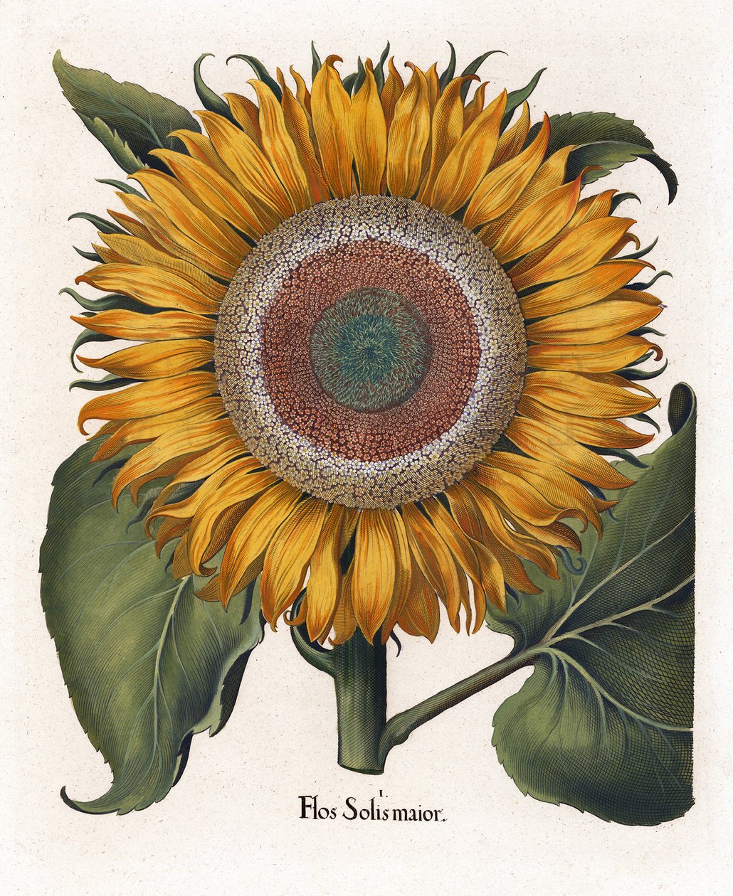 El girasol común, Flos Solis Maior de Basilius Besler