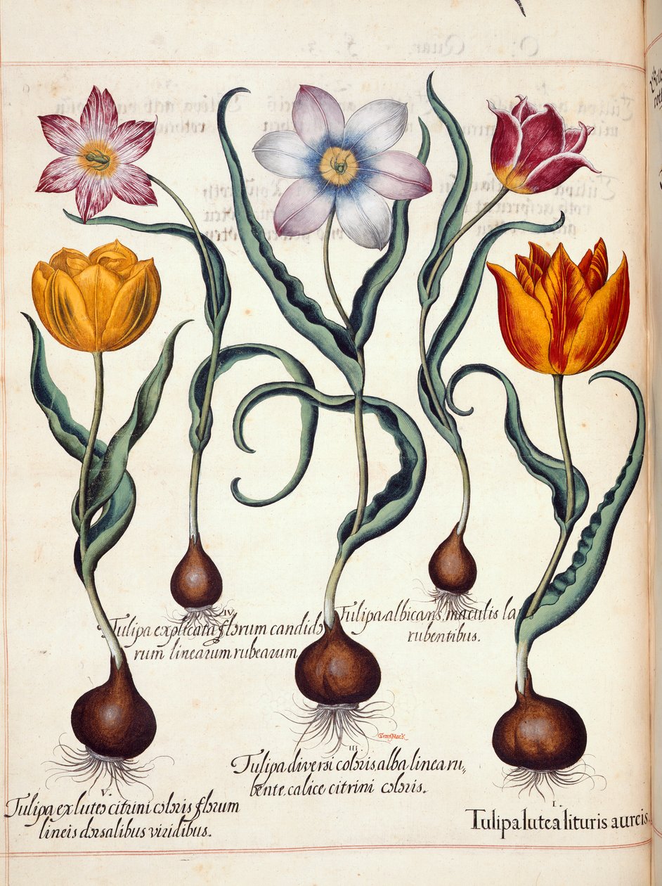 Tulipanes, de 
