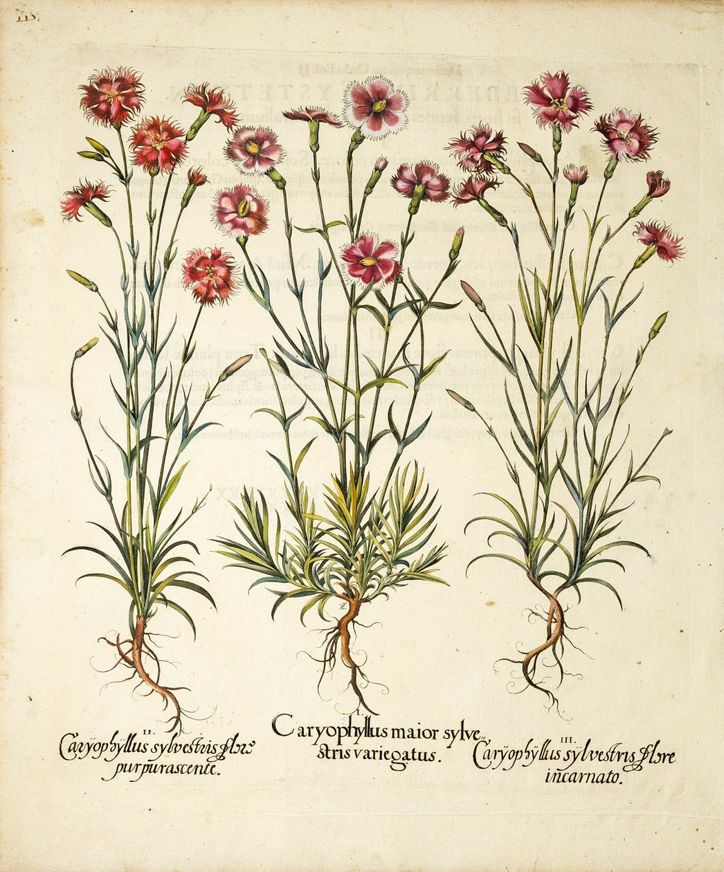 Variedades de Caryophyllus Sylvestris publicado en Hortus Eystettensis, 1613 de Basilius Besler