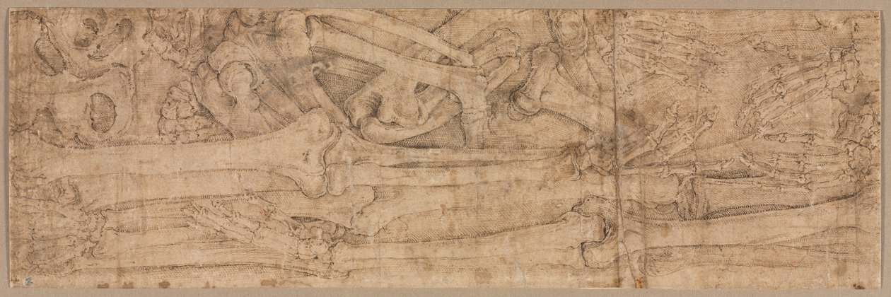 Huesos del brazo, principios de 1540s de Battista Franco