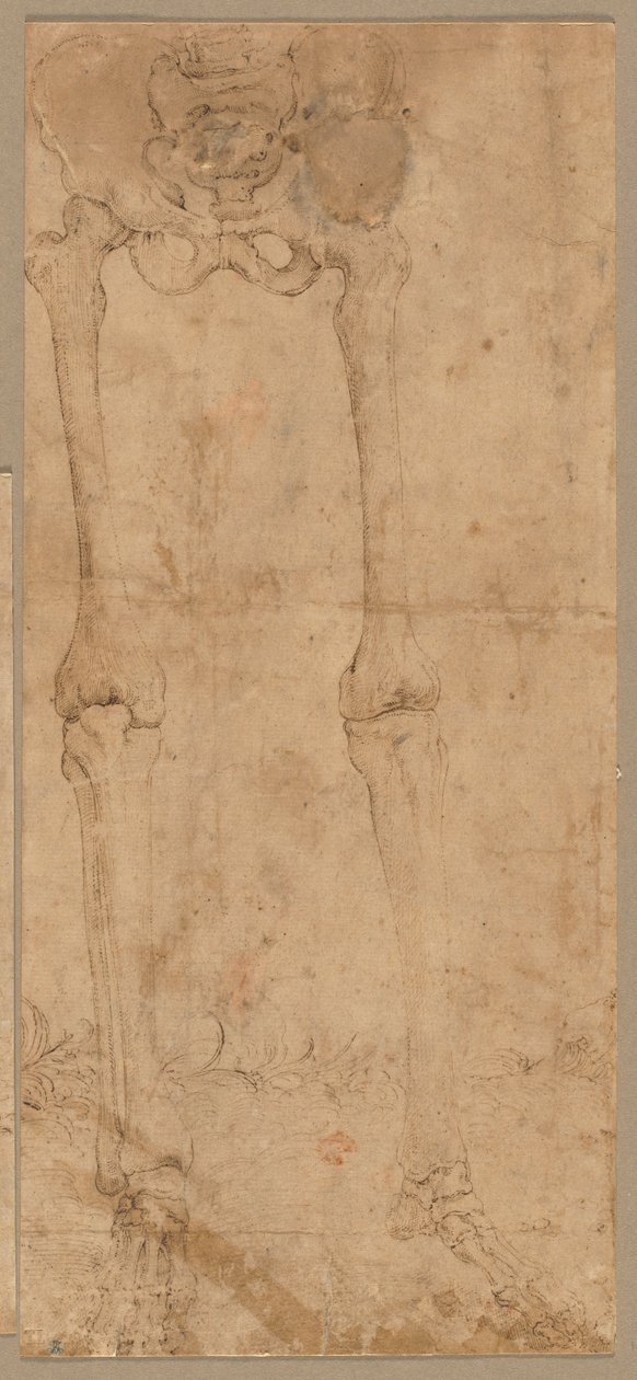 Mitad inferior del esqueleto desde el frente, principios de 1540s de Battista Franco