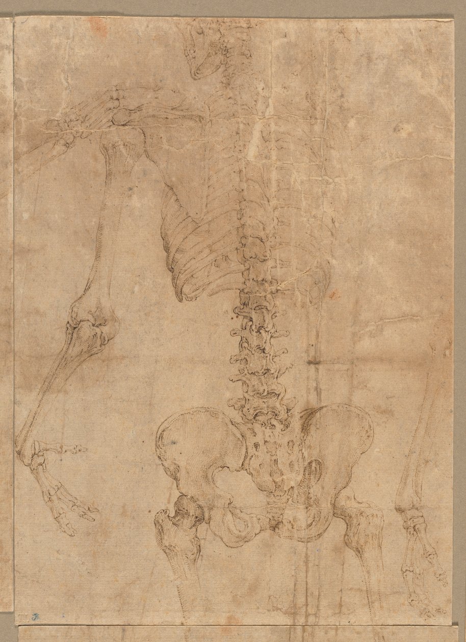 Mitad superior del esqueleto desde la espalda, principios de la década de 1540 de Battista Franco