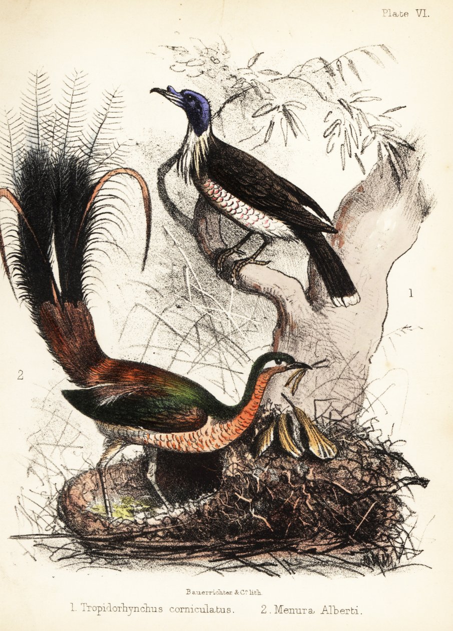 Pájaro fraile y pájaro lira. 1855 (litografía) de Bauerrichter