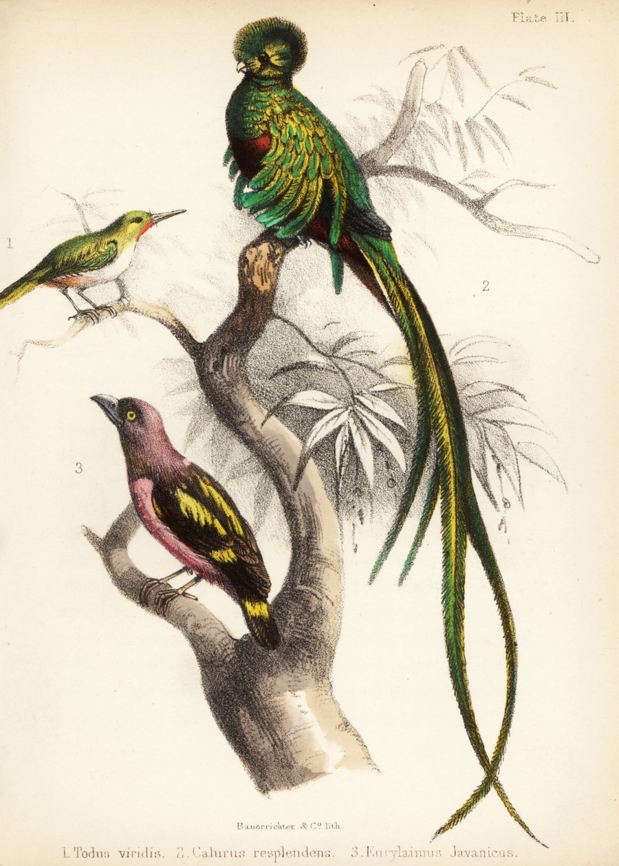 Piquero de Jamaica, quetzal resurgente y broadbill anillado. 1855 (litografía) de Bauerrichter