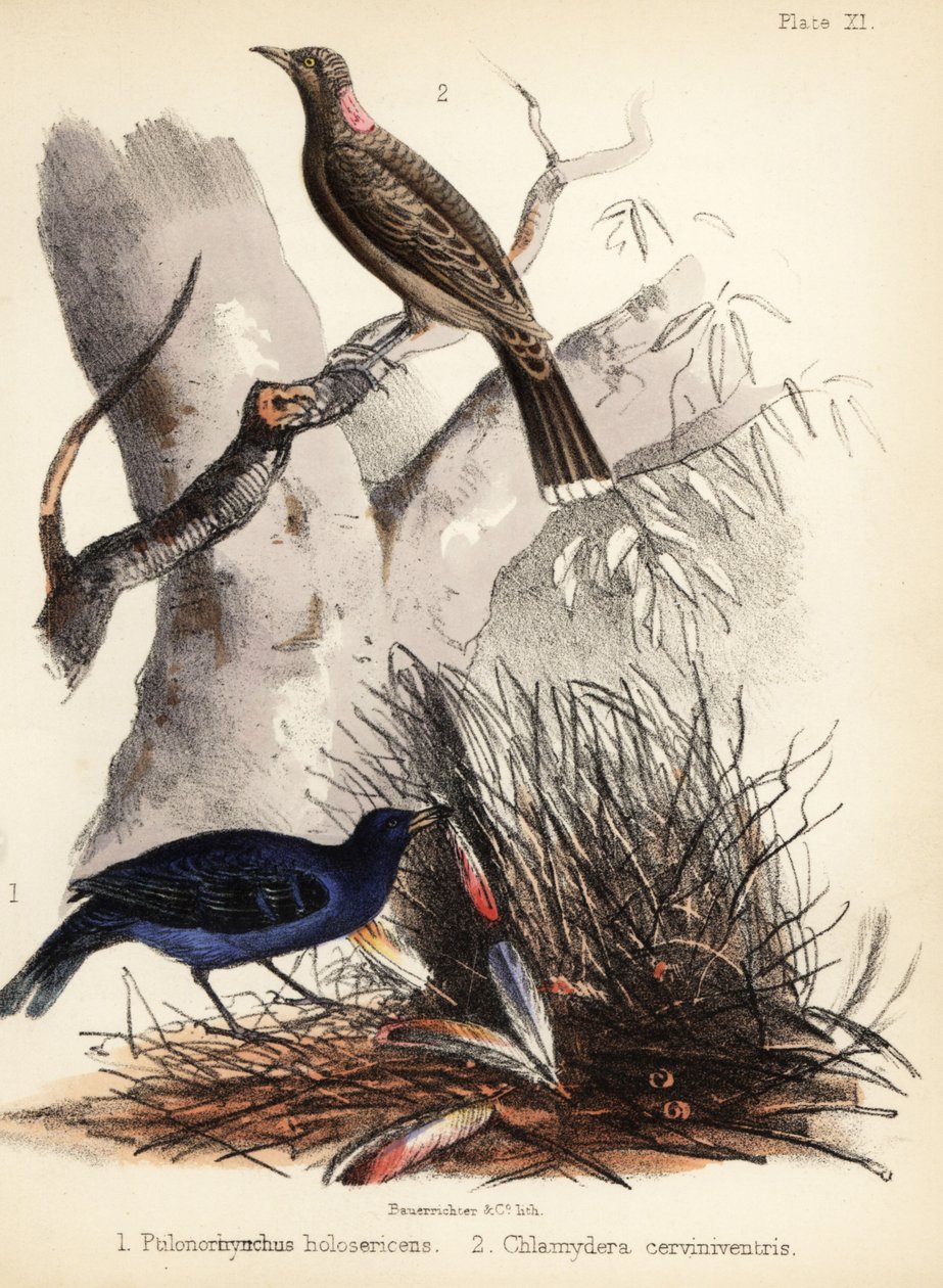 Pájaros de raso y de pecho leonado. 1855 (litografía) de Bauerrichter
