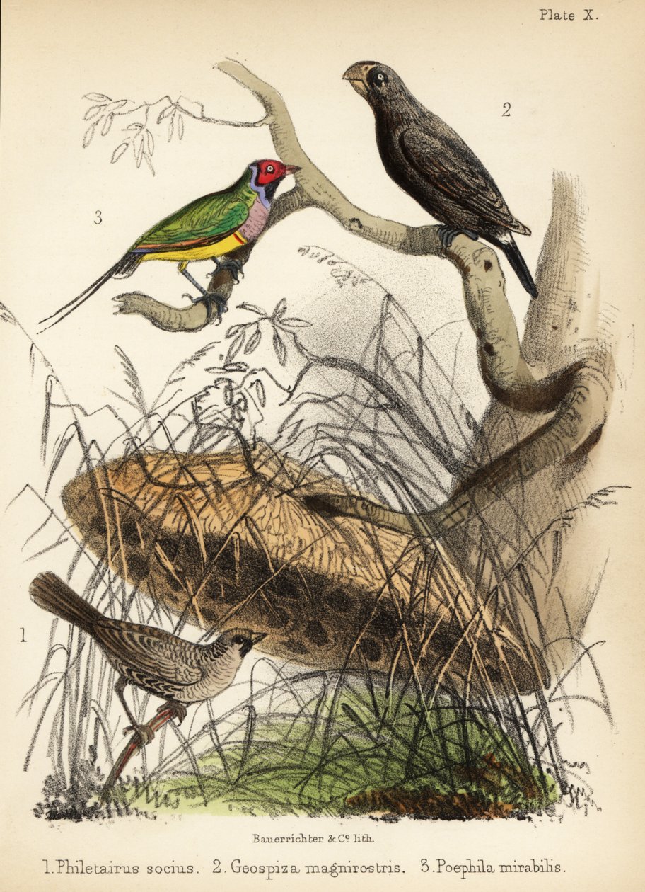 Tejedor sociable, gran pinzón de tierra y pinzón de Gould. 1855 (litografía) de Bauerrichter