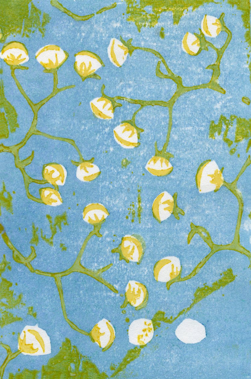 Cabezas de semillas esponjosas, 2012 de Bella Larsson