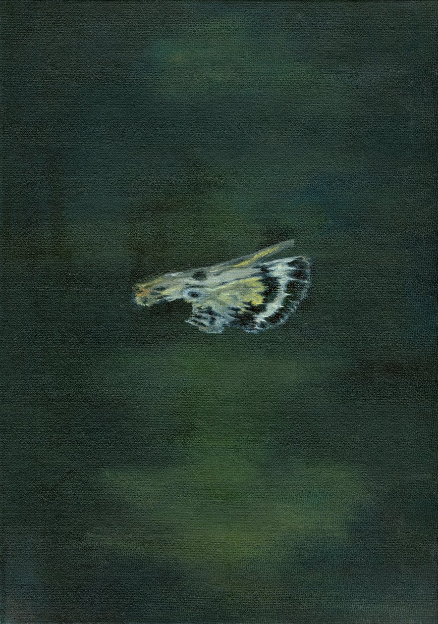 Ala de polilla, 2014 de Bella Larsson