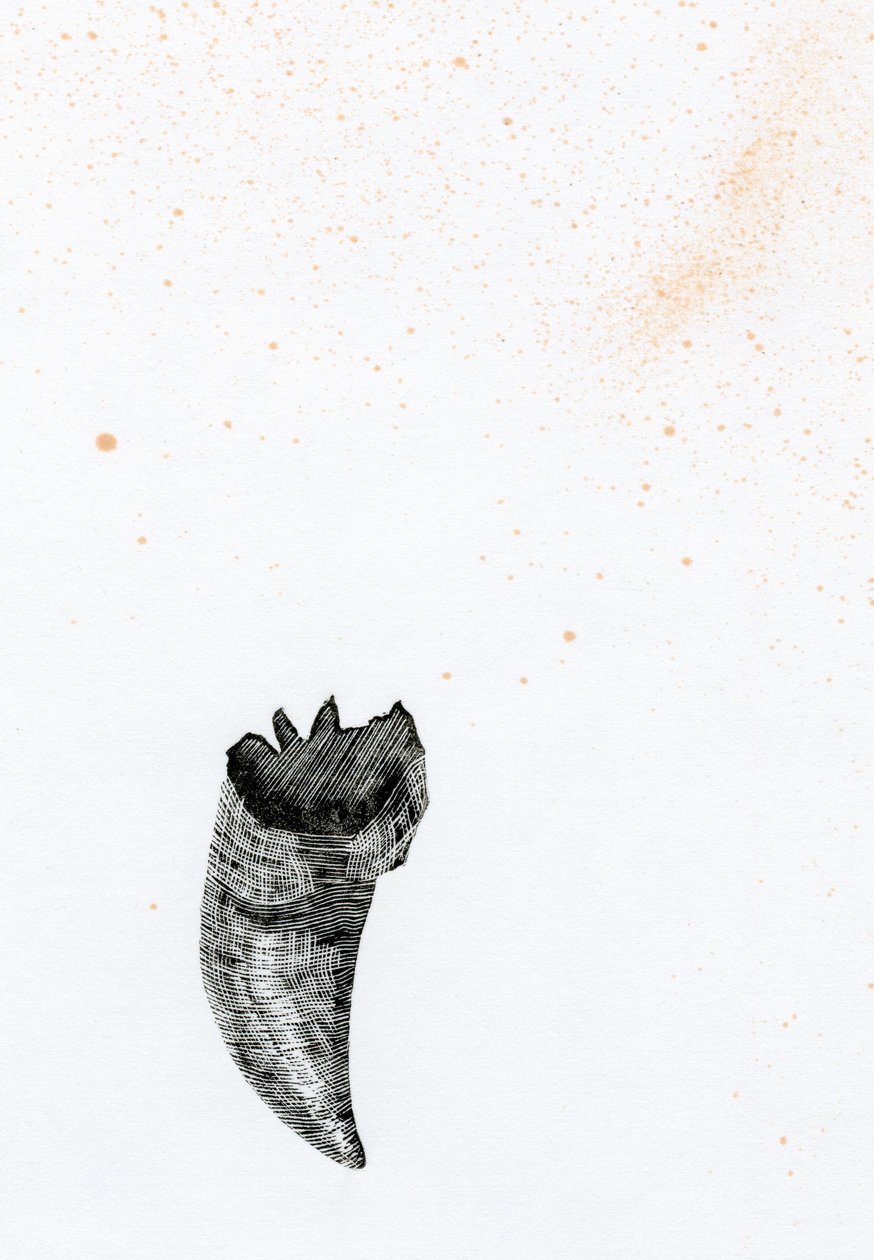 Diente {Polvo de Hadas}, 2014 de Bella Larsson