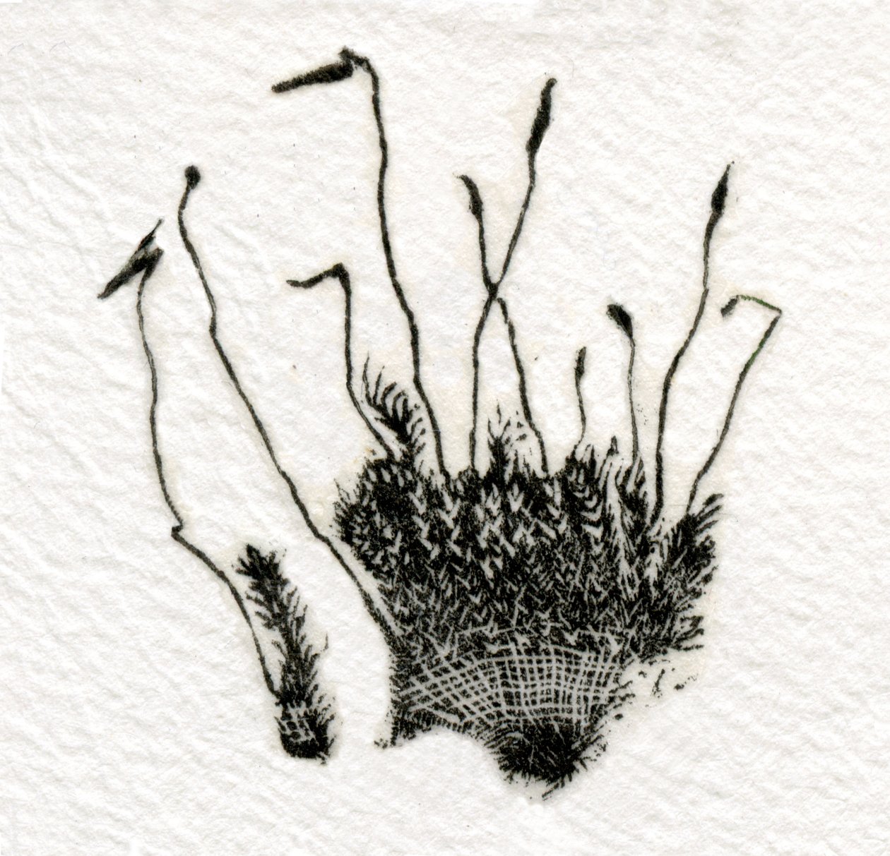 Musgo en brote, 2014 de Bella Larsson