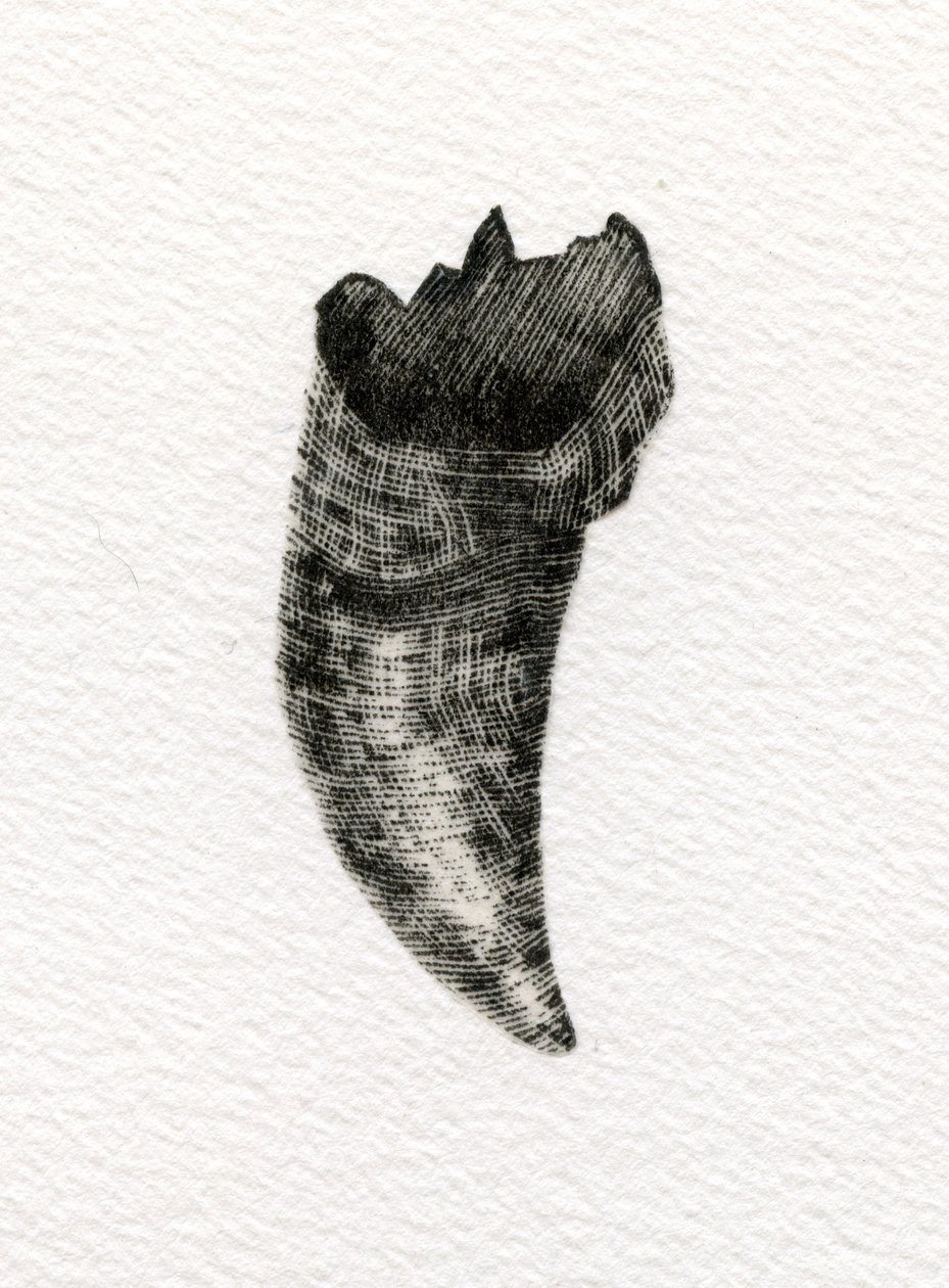 Diente felino, 2014 de Bella Larsson