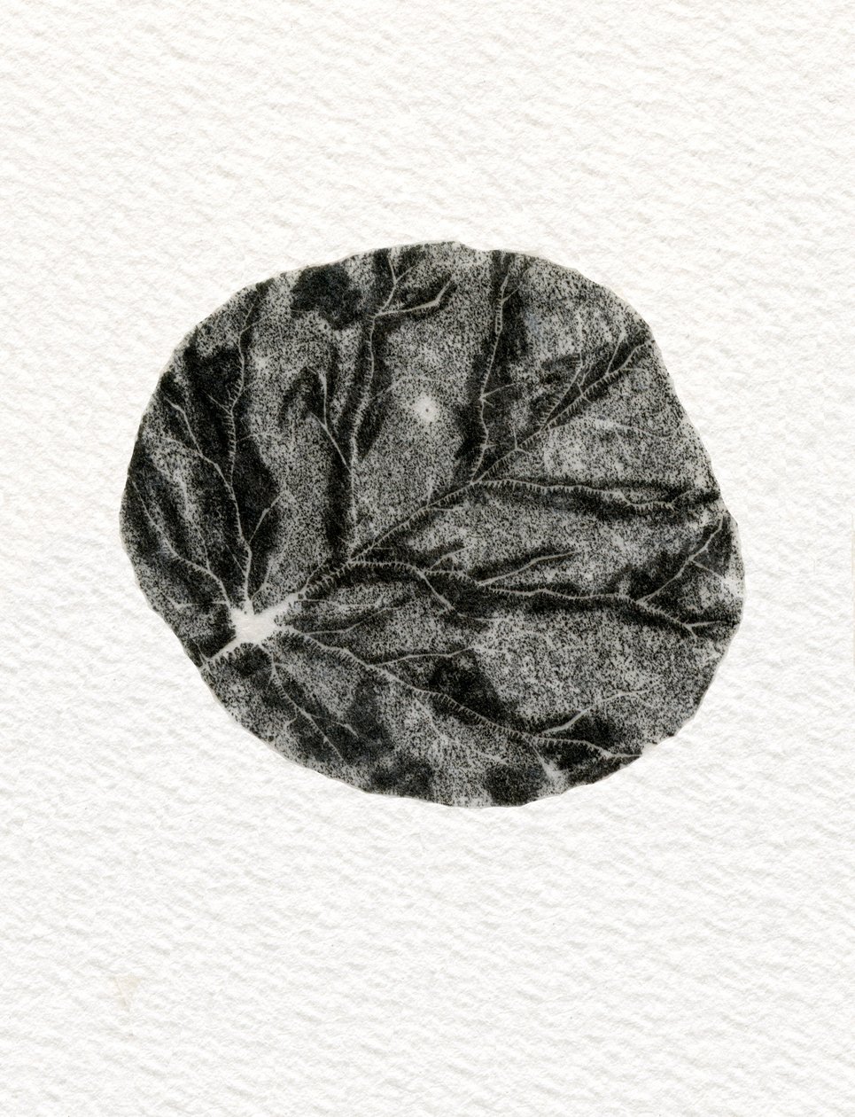 Hoja, 2014 de Bella Larsson