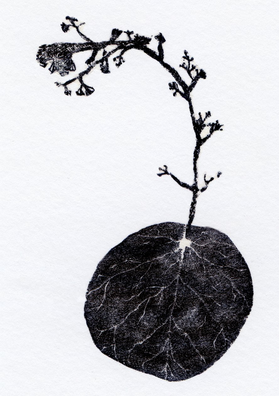 Hoja de liquen, 2014 (Grabado en madera, collage sobre papel) de Bella Larsson