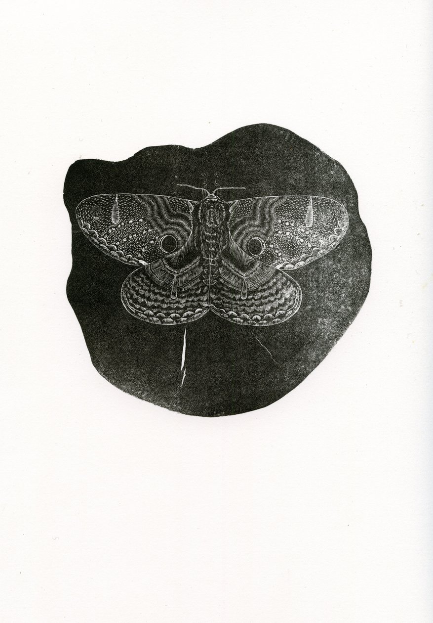 Mariposa nocturna, 2016 de Bella Larsson