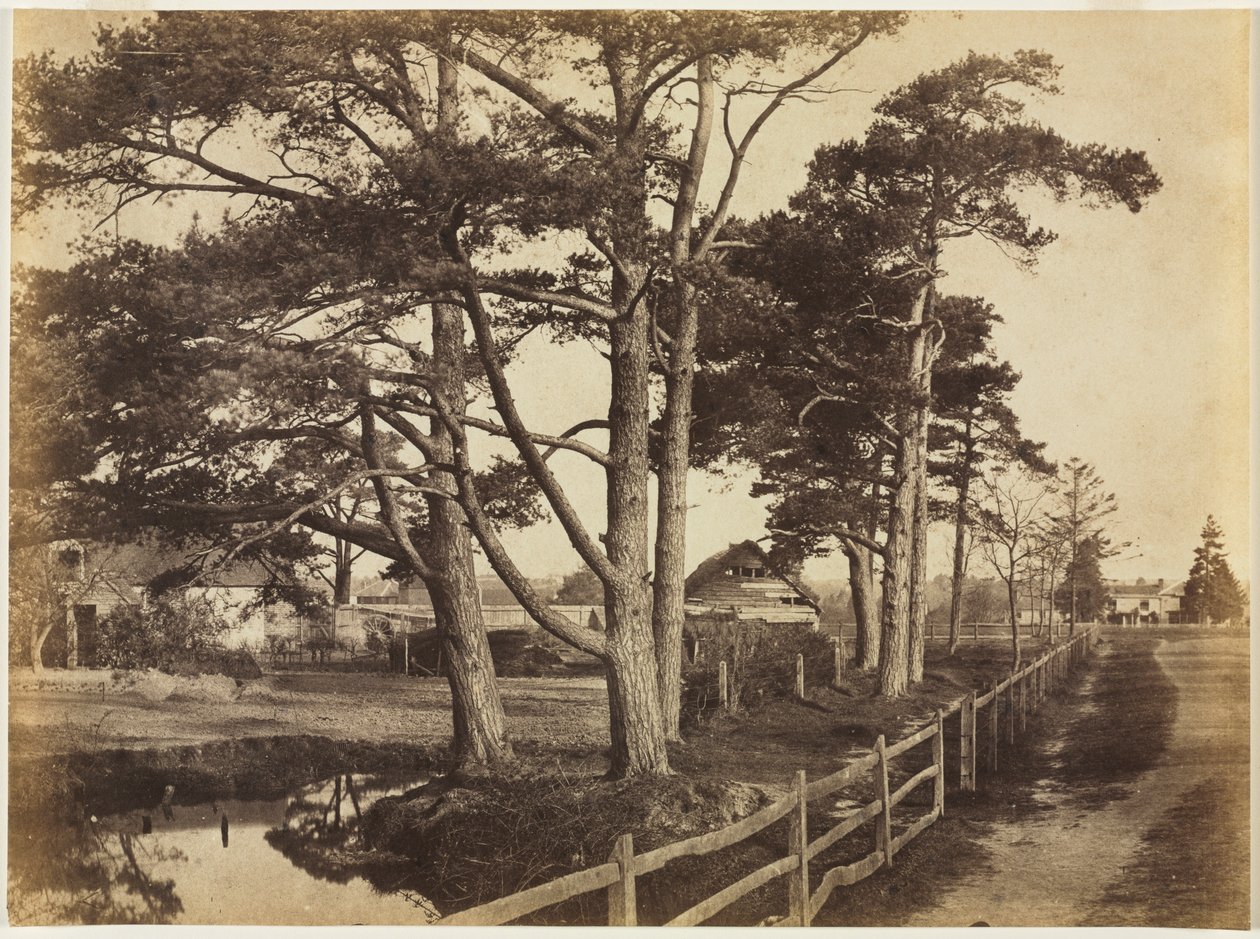 Scotch Firs, Hawkhurst de Benjamin Brecknell Turner