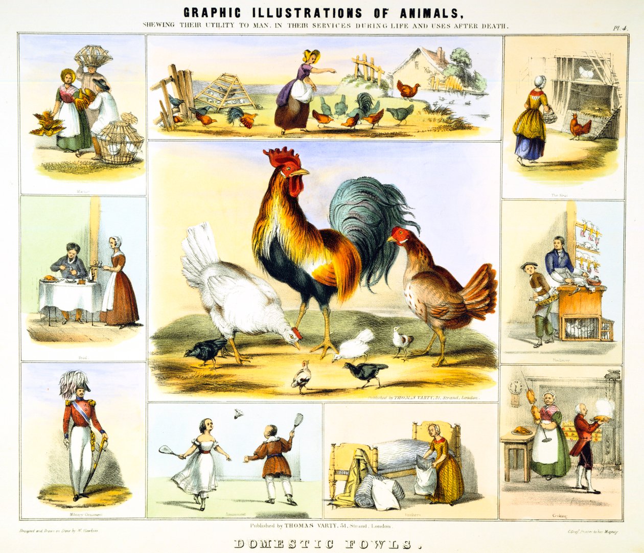 Aves domésticas, c. 1850 de Benjamin Waterhouse Hawkins