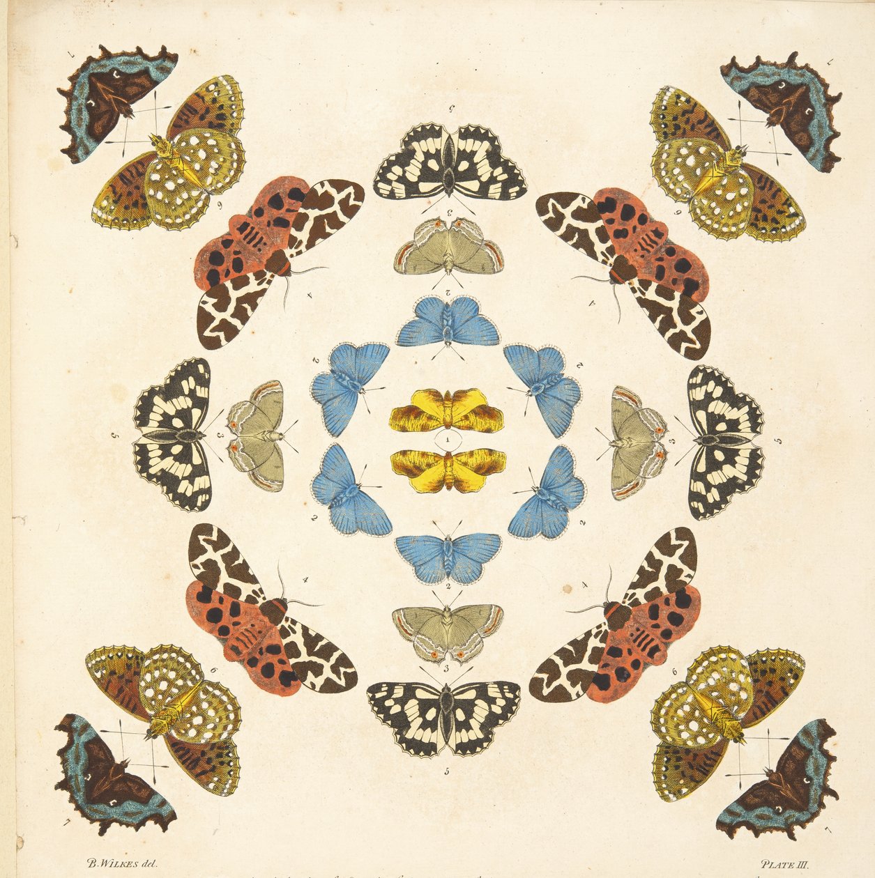 (detalle) de Placa III, de Una Rara Representación de Mariposas y Polillas, pub. 1764 de Benjamin Wilkes