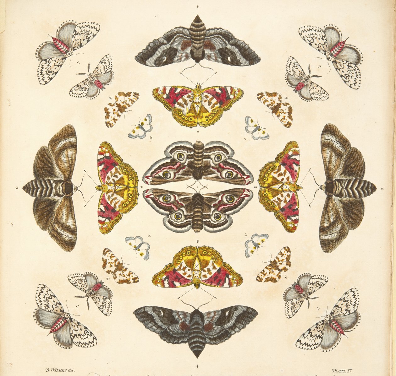 (detalle) de Placa IV, de Una Rara Representación de Mariposas y Polillas, pub. 1764 de Benjamin Wilkes