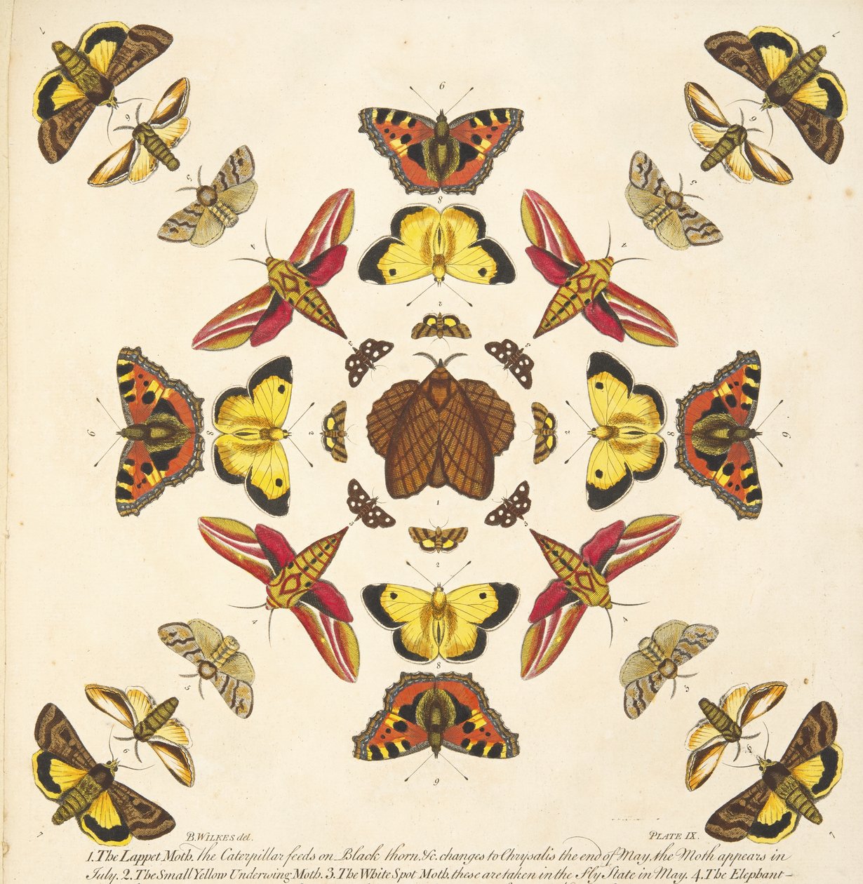 (detalle) de la Placa IX, de Una rara representación de mariposas y polillas, pub. 1764 (grabado a mano) de Benjamin Wilkes