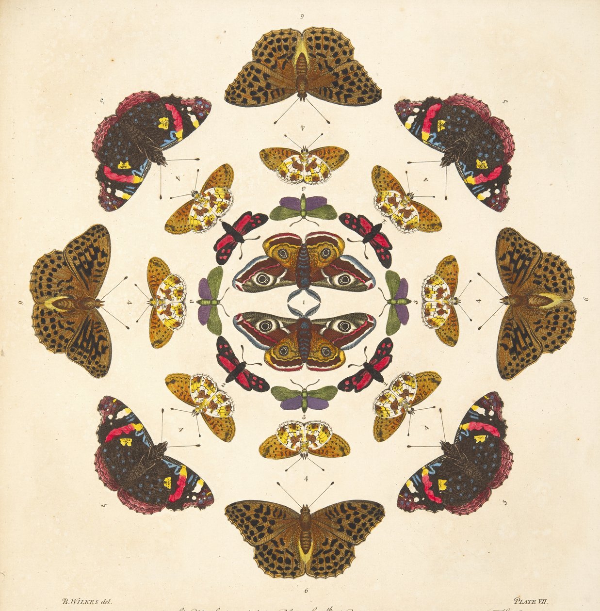 (detalle) de Placa VII, de Una Rara Representación de Mariposas y Polillas, pub. 1764 de Benjamin Wilkes