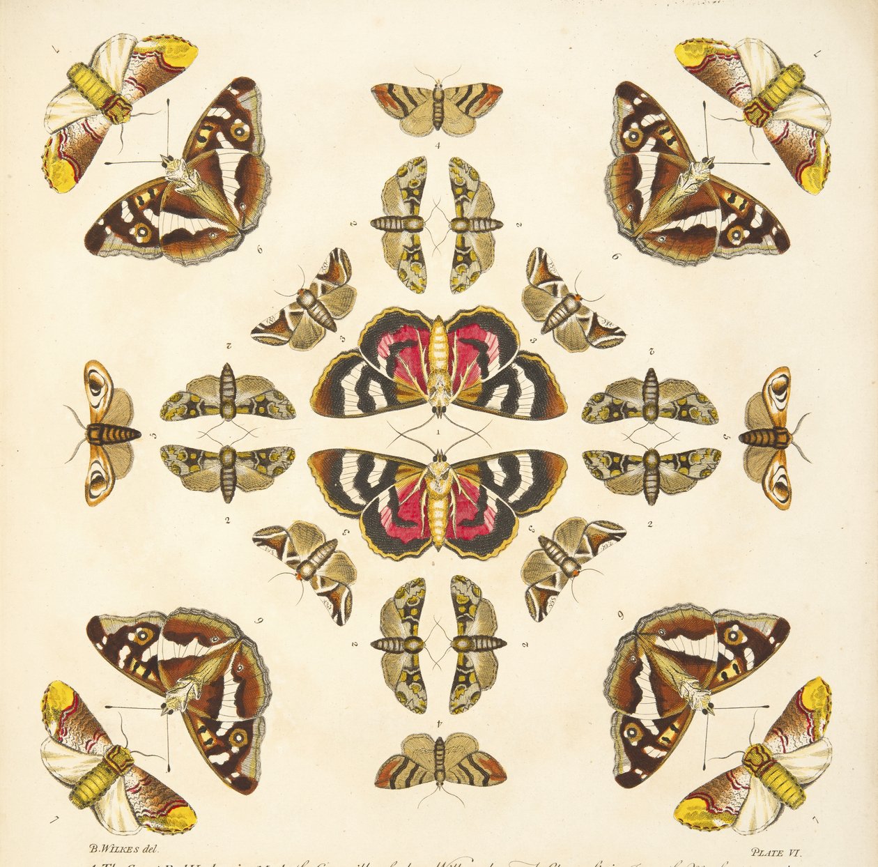 (detalle) de Placa VI, de Una Rara Representación de Mariposas y Polillas, pub. 1764 de Benjamin Wilkes