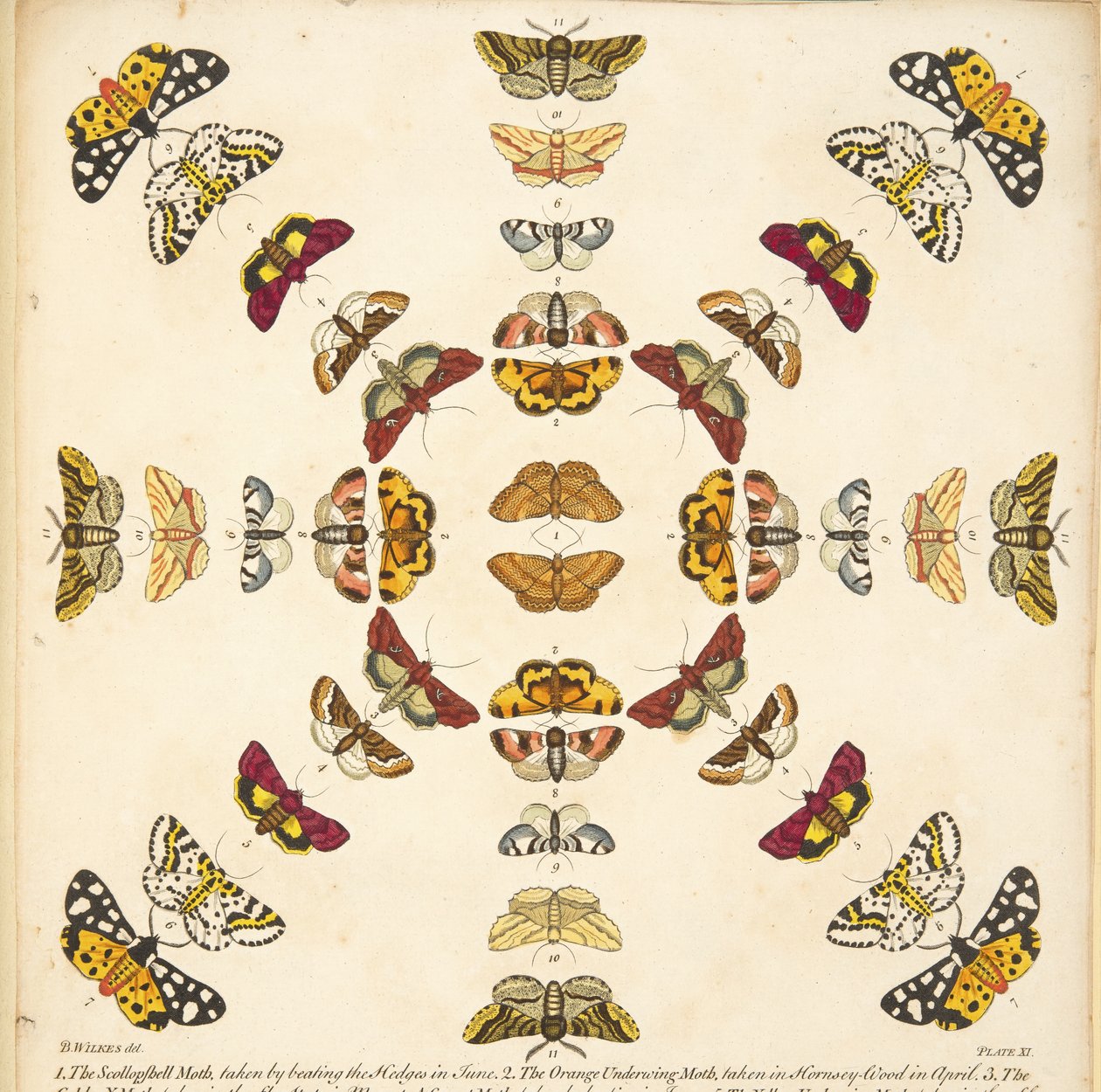 Detalle de la Placa XI, de Una Rara Representación de Mariposas y Polillas, pub. 1764 (grabado coloreado a mano) de Benjamin Wilkes