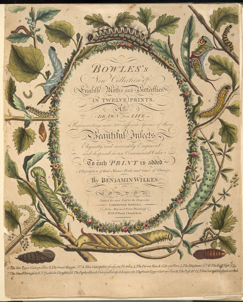 Frontispicio, de Una Rara Representación de Mariposas y Polillas, pub. 1764 de Benjamin Wilkes
