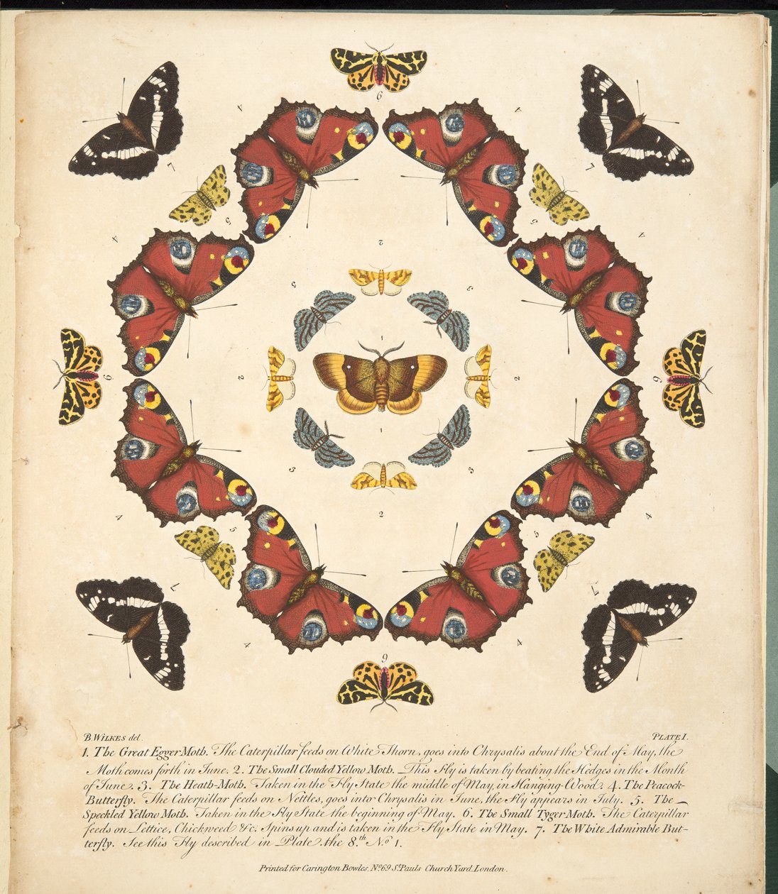 Placa 1, de Una Rara Representación de Mariposas y Polillas, pub. 1764 de Benjamin Wilkes