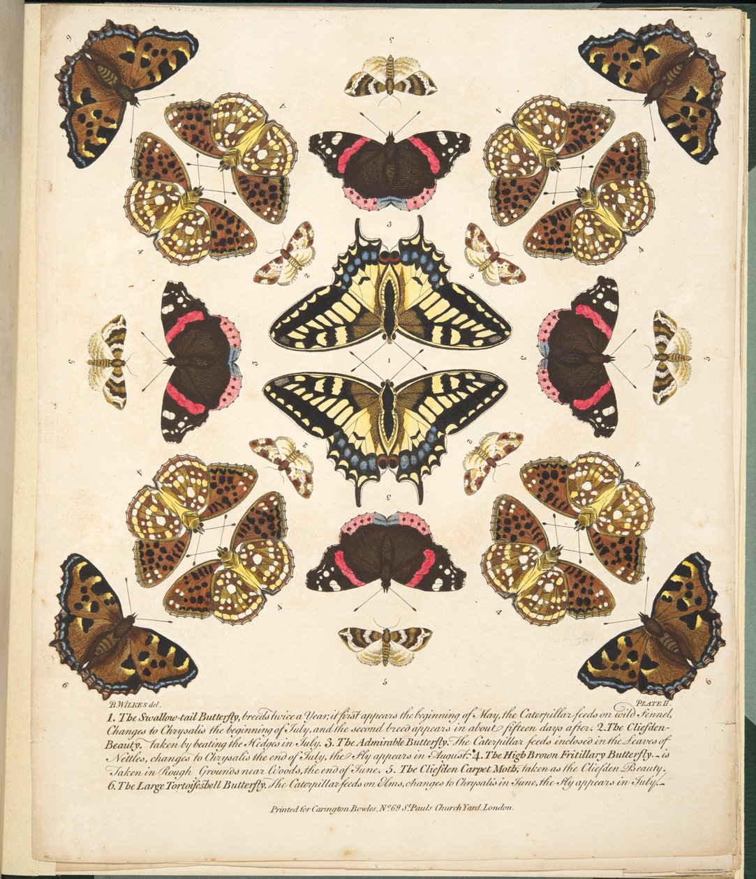 Placa II, de Una Rara Representación de Mariposas y Polillas, pub. 1764 de Benjamin Wilkes