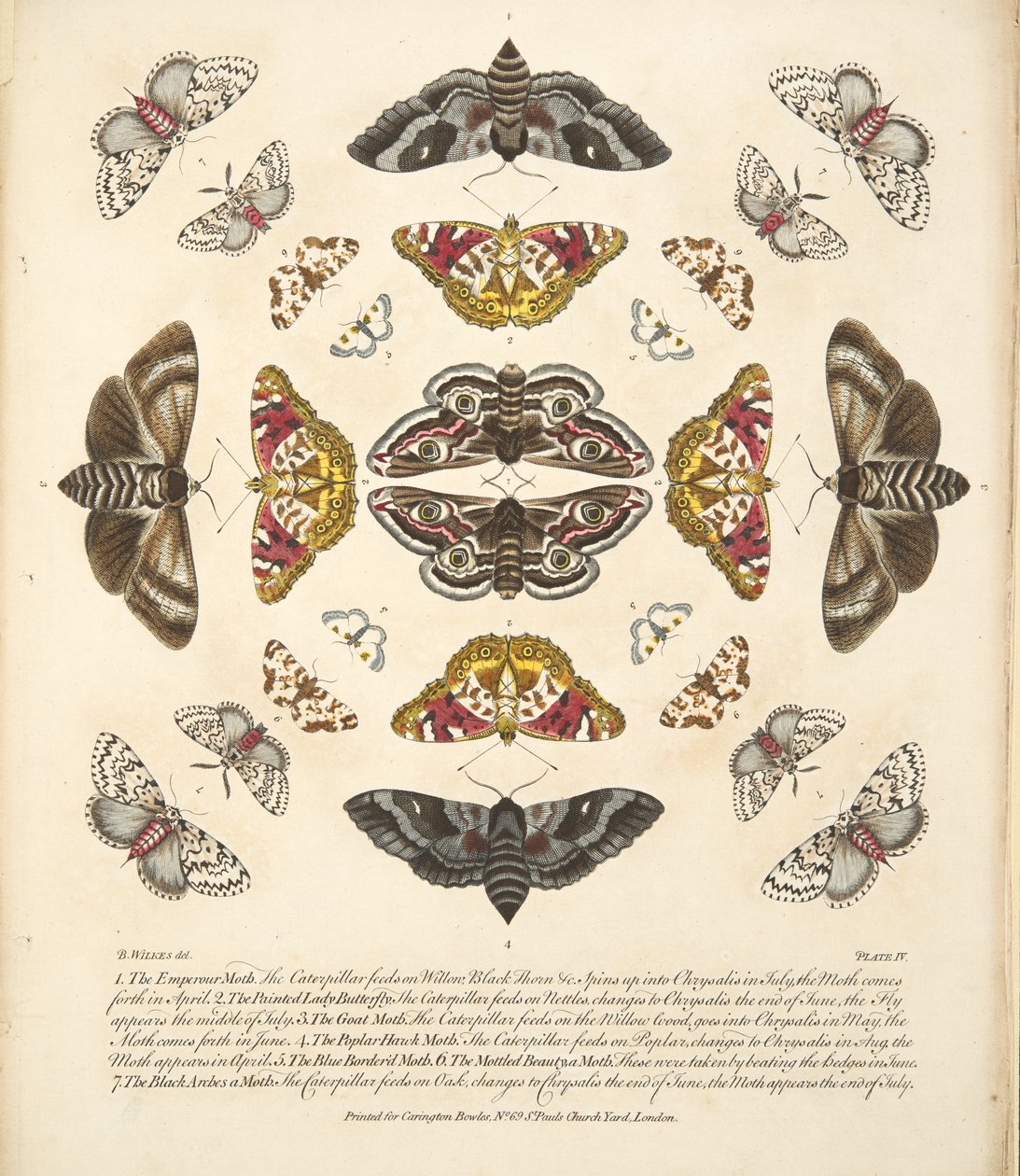 Placa IV, de Una Rara Representación de Mariposas y Polillas, pub. 1764 de Benjamin Wilkes