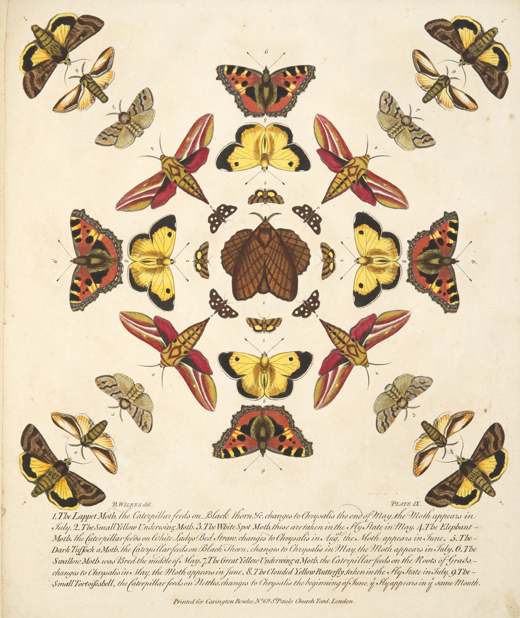 Placa IX, de Una Rara Representación de Mariposas y Polillas, pub. 1764 de Benjamin Wilkes
