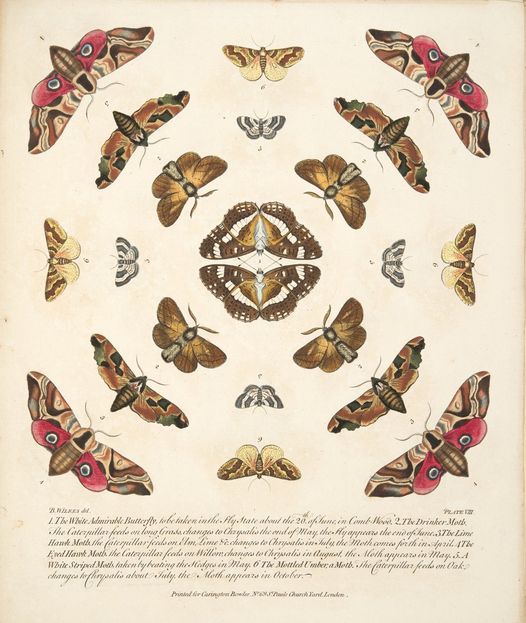 Placa VIII, de Una Rara Representación de Mariposas y Polillas, pub. 1764 de Benjamin Wilkes