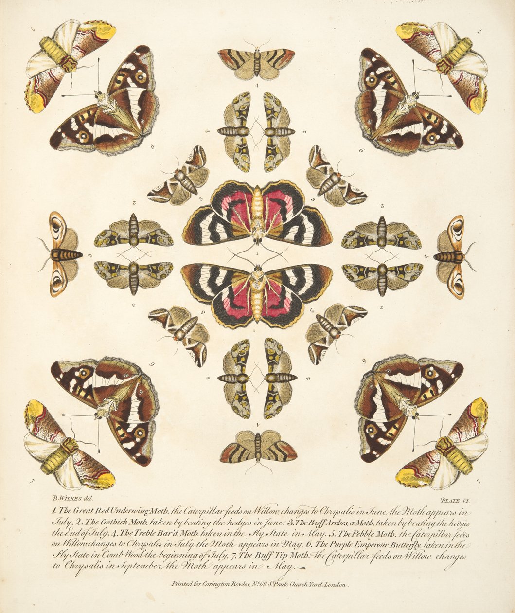 Placa VI, de Una Rara Representación de Mariposas y Polillas, pub. 1764 de Benjamin Wilkes