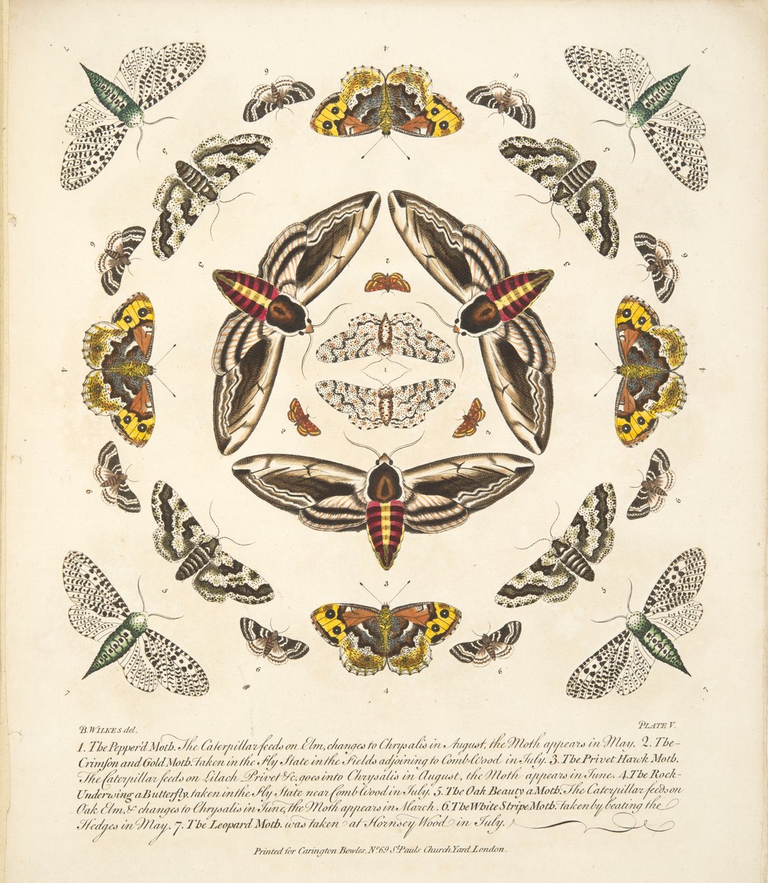 Placa V, de Una Rara Representación de Mariposas y Polillas, pub. 1764 de Benjamin Wilkes