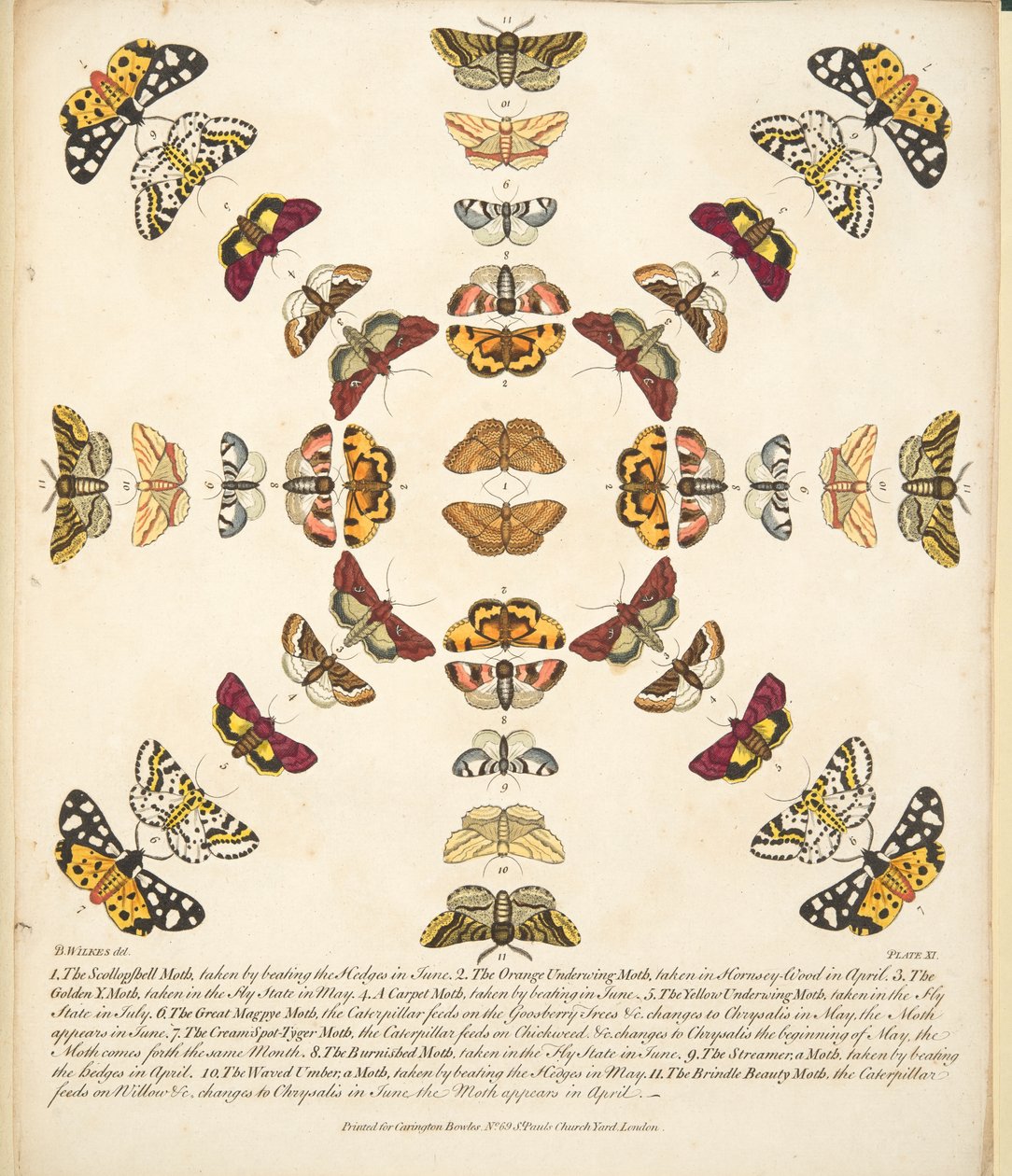 Placa XI, de Una Rara Representación de Mariposas y Polillas, pub. 1764 de Benjamin Wilkes