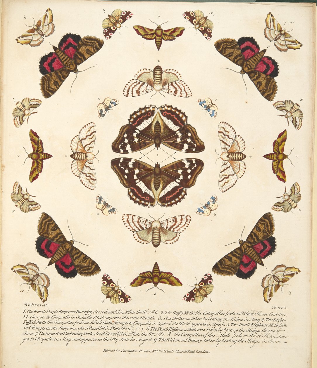 Placa X, de Una Rara Representación de Mariposas y Polillas, pub. 1764 de Benjamin Wilkes