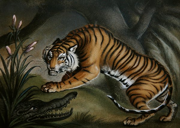 Tigre y cocodrilo, c.1810 de Benjamin Zobel