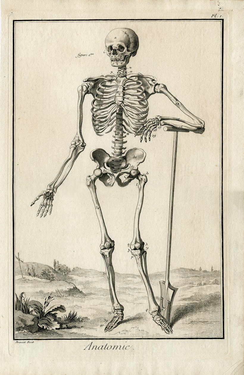 Anatomía - estudio anatómico de un esqueleto de Benoit Louis Prevost
