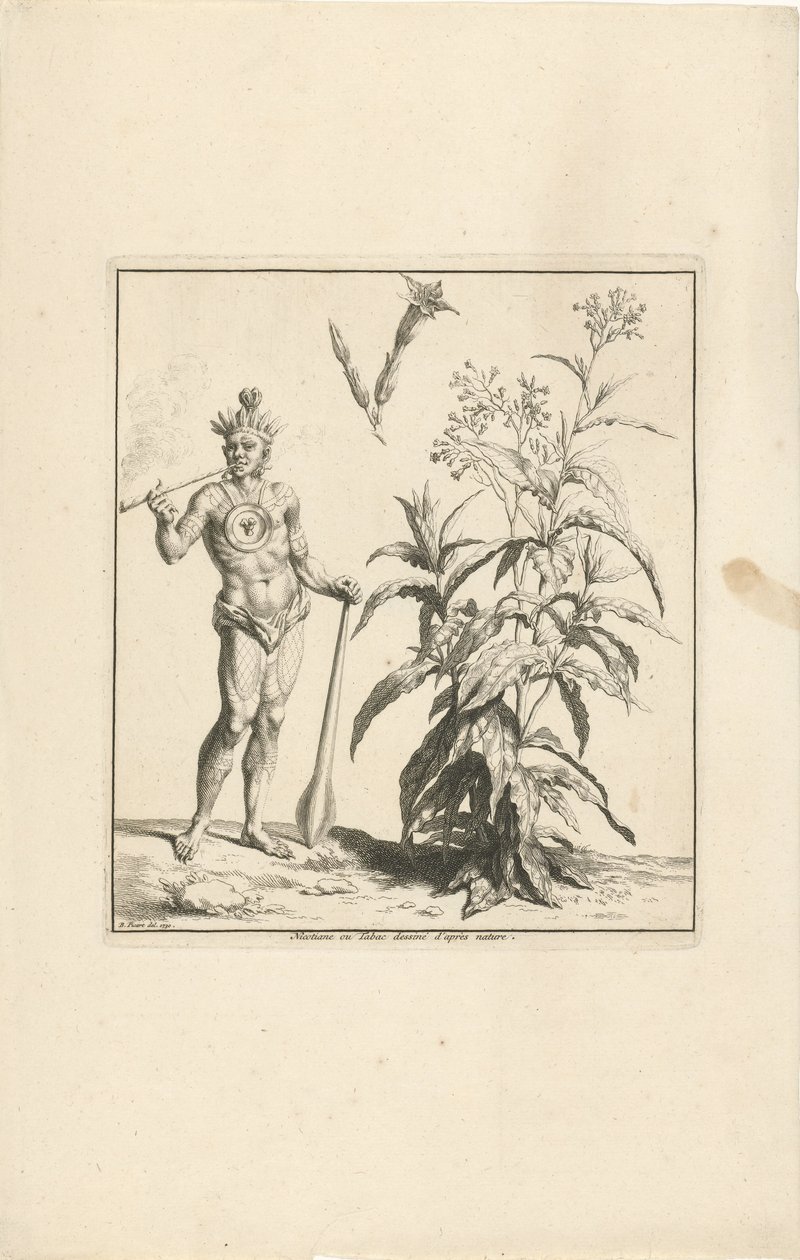 Planta del tabaco y habitante original de América
Nicotiane ou Tabac dessiné d